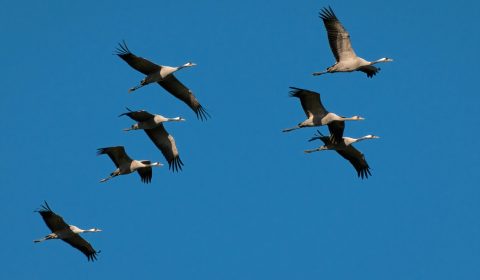 Birds Migrating Wix or Squarespace to WordPress Migration